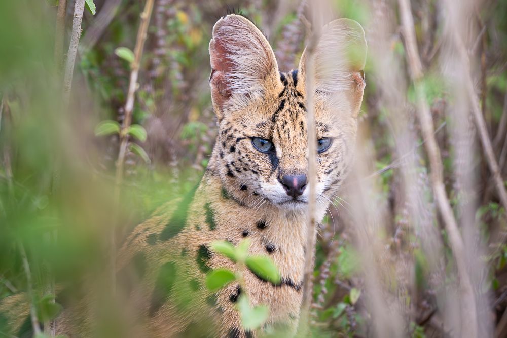 В поисках Багиры... то есть черного леопарда Гизы (5 дневное сафари в Лайкипии, Кения)
