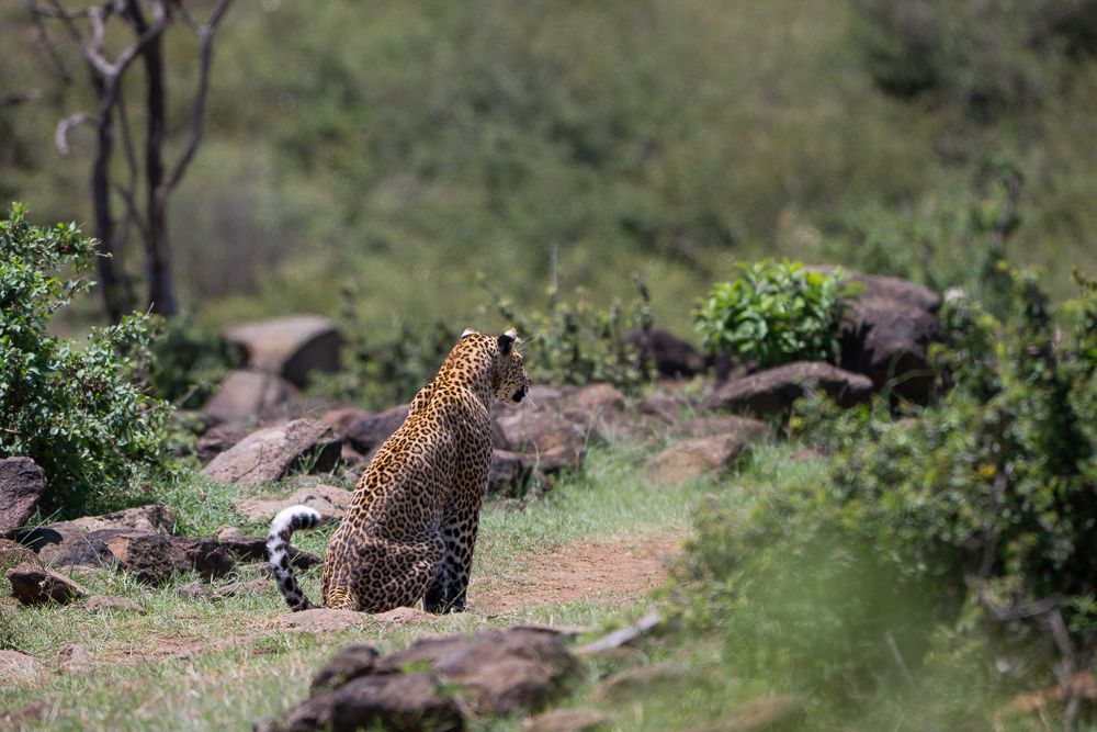 О всех созданиях больших и малых (с) 10 дней сафари в Масаи Мара (резерв и частные заповедники) О всех созданиях больших и малых (с) 10 дней сафари в Масаи Мара (резерв и частные заповедники)