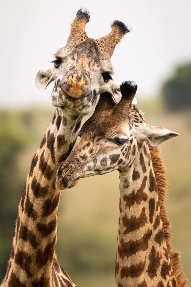 В поисках Багиры... то есть черного леопарда Гизы (5 дневное сафари в Лайкипии, Кения)