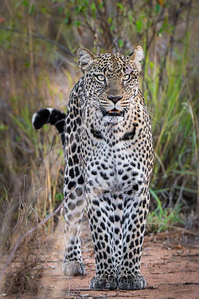 В поисках Багиры... то есть черного леопарда Гизы (5 дневное сафари в Лайкипии, Кения)