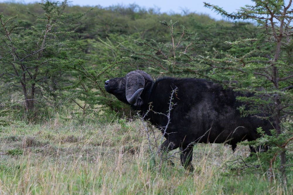 О всех созданиях (с) 10 дней в Масаи Мара (резерв и частные заповедники)