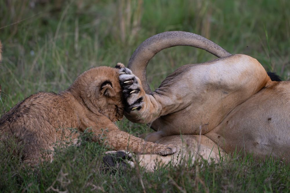 О всех созданиях больших и малых (с) 10 дней сафари в Масаи Мара (резерв и частные заповедники) О всех созданиях больших и малых (с) 10 дней сафари в Масаи Мара (резерв и частные заповедники)