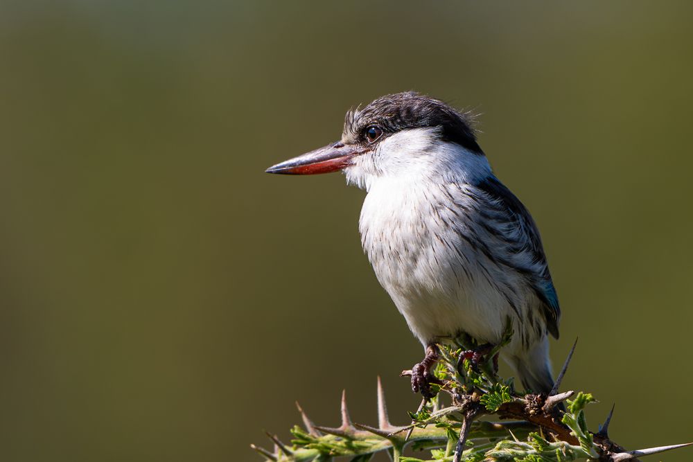 О всех созданиях больших и малых (с) 10 дней сафари в Масаи Мара (резерв и частные заповедники)