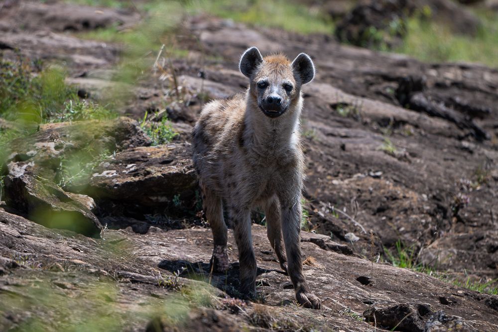 О всех созданиях больших и малых (с) 10 дней сафари в Масаи Мара (резерв и частные заповедники)