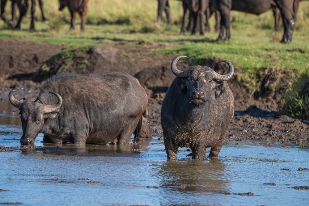 О всех созданиях больших и малых (с) 10 дней сафари в Масаи Мара (резерв и частные заповедники)
