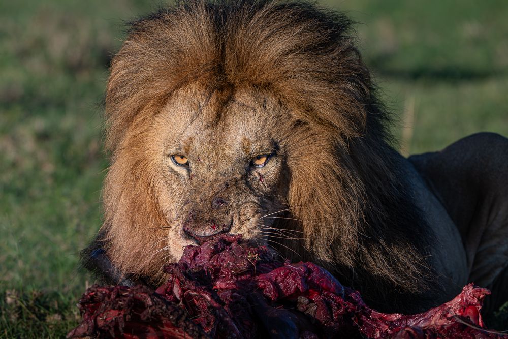 О всех созданиях больших и малых (с) 10 дней сафари в Масаи Мара (резерв и частные заповедники)