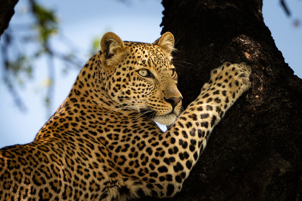 О всех созданиях больших и малых (с) 10 дней сафари в Масаи Мара (резерв и частные заповедники) О всех созданиях больших и малых (с) 10 дней сафари в Масаи Мара (резерв и частные заповедники)