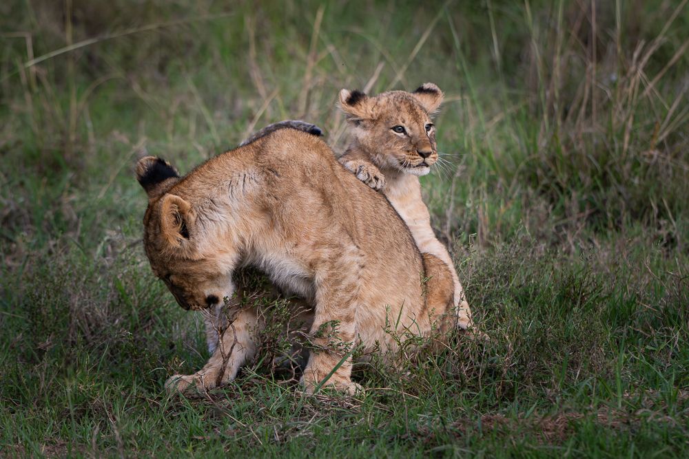 О всех созданиях больших и малых (с) 10 дней сафари в Масаи Мара (резерв и частные заповедники)