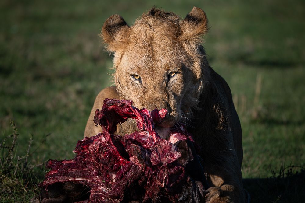 О всех созданиях больших и малых (с) 10 дней сафари в Масаи Мара (резерв и частные заповедники) О всех созданиях больших и малых (с) 10 дней сафари в Масаи Мара (резерв и частные заповедники)