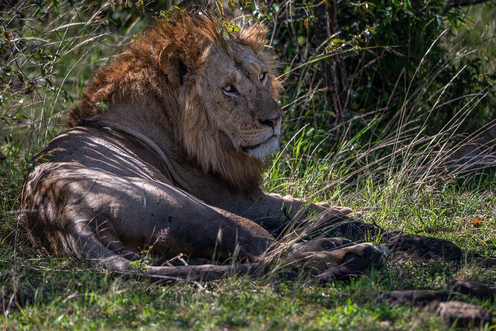 О всех созданиях (с) 10 дней в Масаи Мара (резерв и частные заповедники)