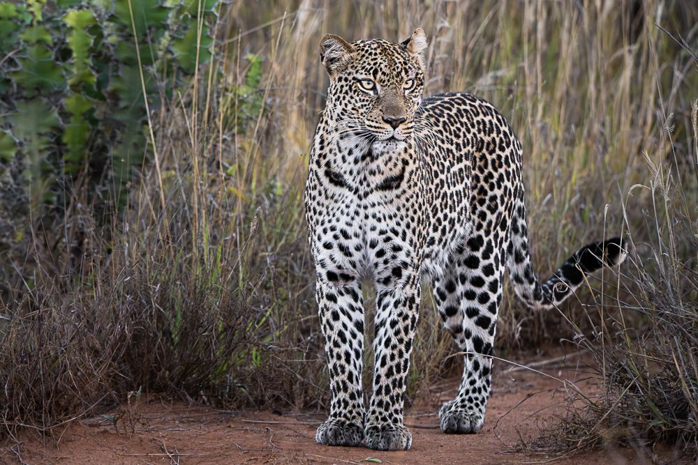 В поисках Багиры... то есть черного леопарда Гизы (5 дневное сафари в Лайкипии, Кения)
