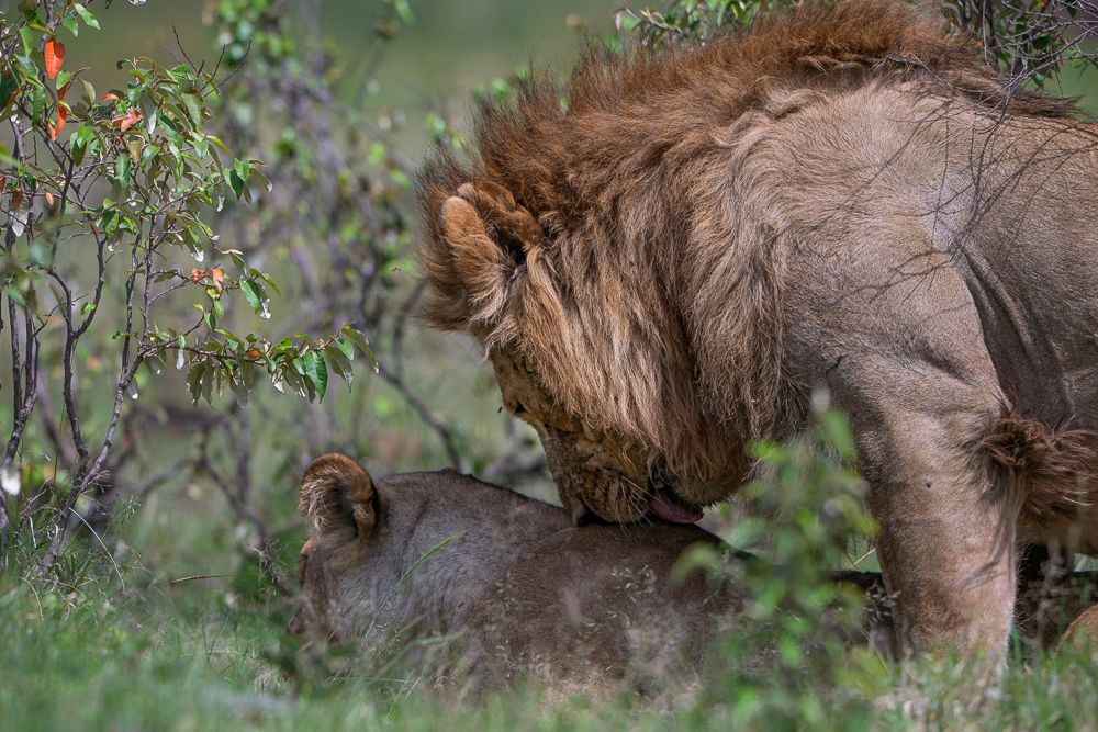 О всех созданиях (с) 10 дней в Масаи Мара (резерв и частные заповедники)