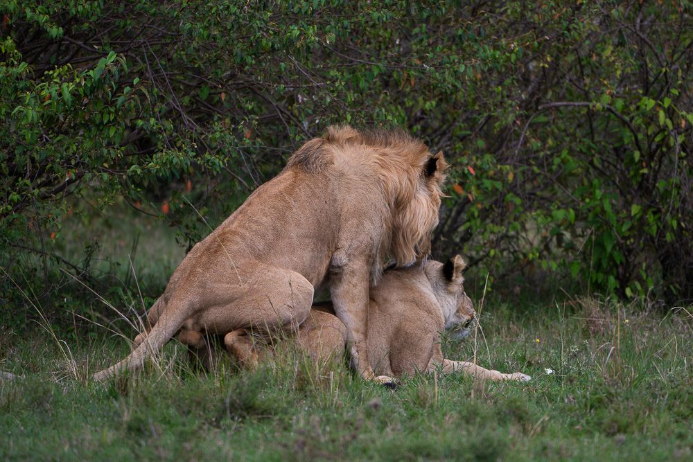 О всех созданиях (с) 10 дней в Масаи Мара (резерв и частные заповедники)