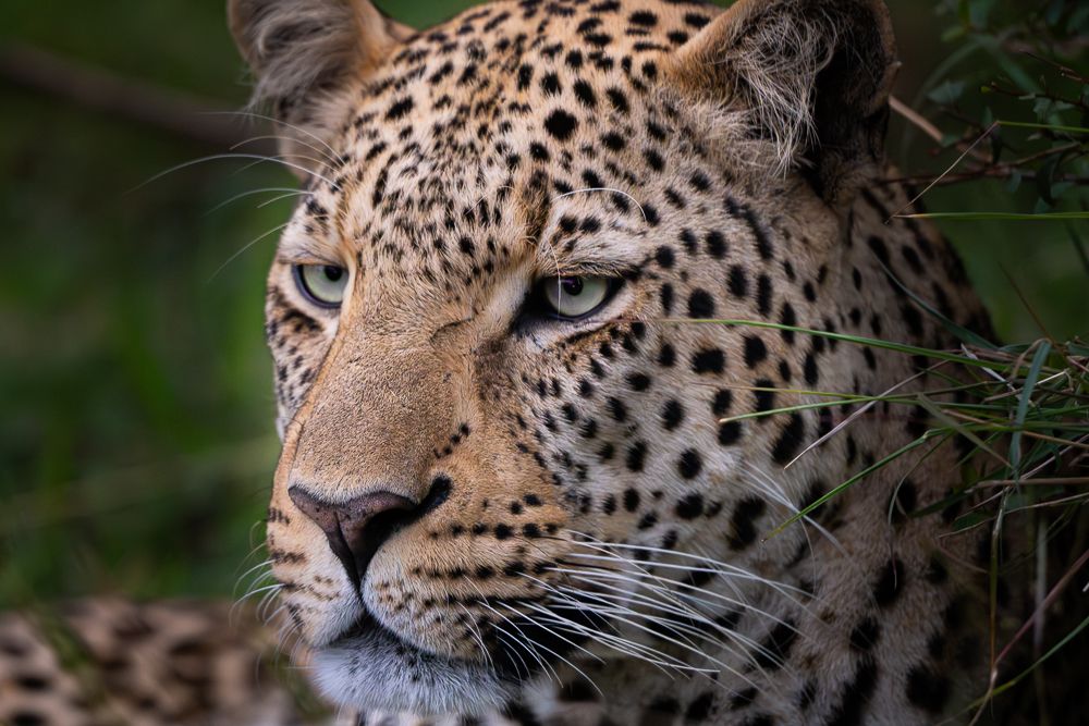 О всех созданиях (с) 10 дней в Масаи Мара (резерв и частные заповедники)