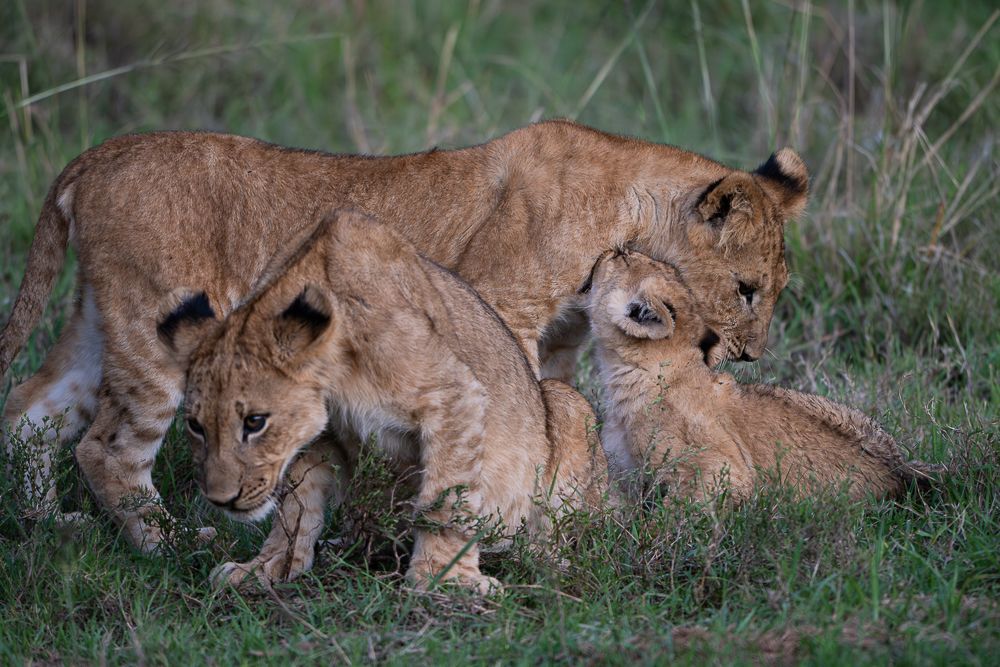 О всех созданиях больших и малых (с) 10 дней сафари в Масаи Мара (резерв и частные заповедники) О всех созданиях больших и малых (с) 10 дней сафари в Масаи Мара (резерв и частные заповедники)
