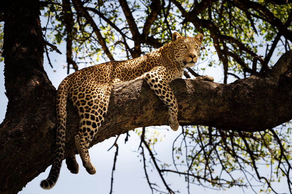 О всех созданиях больших и малых (с) 10 дней сафари в Масаи Мара (резерв и частные заповедники) О всех созданиях больших и малых (с) 10 дней сафари в Масаи Мара (резерв и частные заповедники)