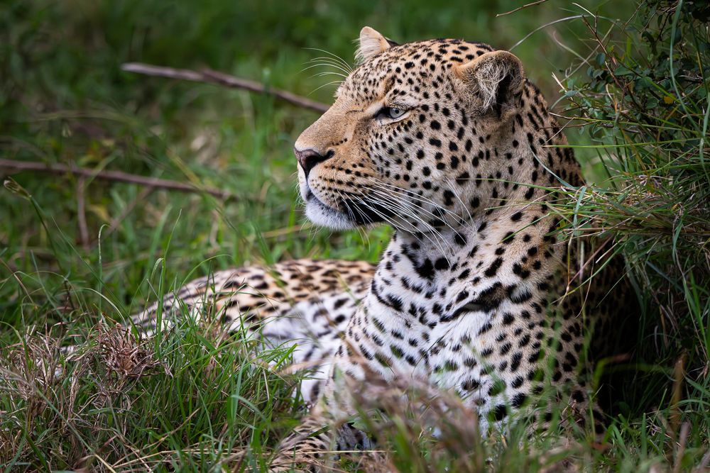 О всех созданиях (с) 10 дней в Масаи Мара (резерв и частные заповедники)