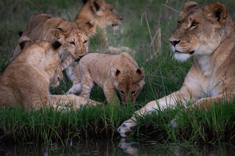 О всех созданиях больших и малых (с) 10 дней сафари в Масаи Мара (резерв и частные заповедники) О всех созданиях больших и малых (с) 10 дней сафари в Масаи Мара (резерв и частные заповедники)