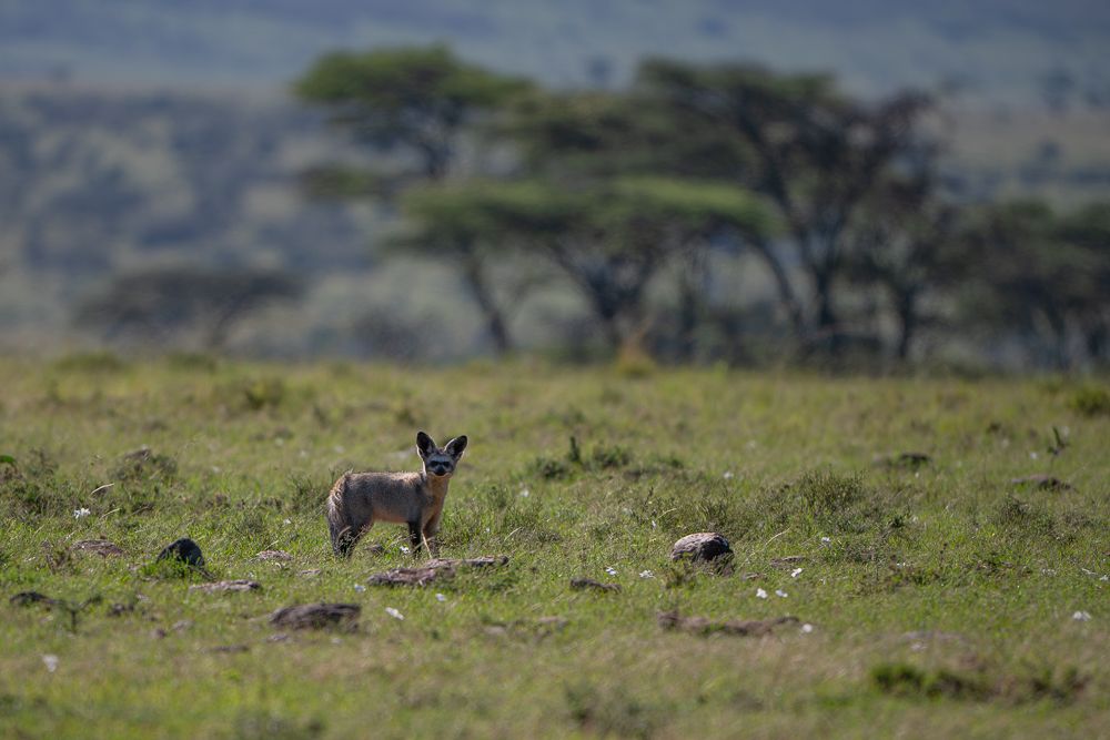 О всех созданиях (с) 10 дней в Масаи Мара (резерв и частные заповедники) О всех созданиях (с) 10 дней в Масаи Мара (резерв и частные заповедники)