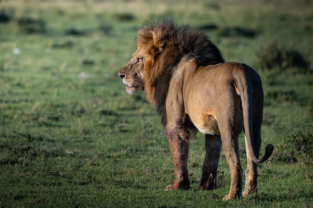 О всех созданиях больших и малых (с) 10 дней сафари в Масаи Мара (резерв и частные заповедники) О всех созданиях больших и малых (с) 10 дней сафари в Масаи Мара (резерв и частные заповедники)