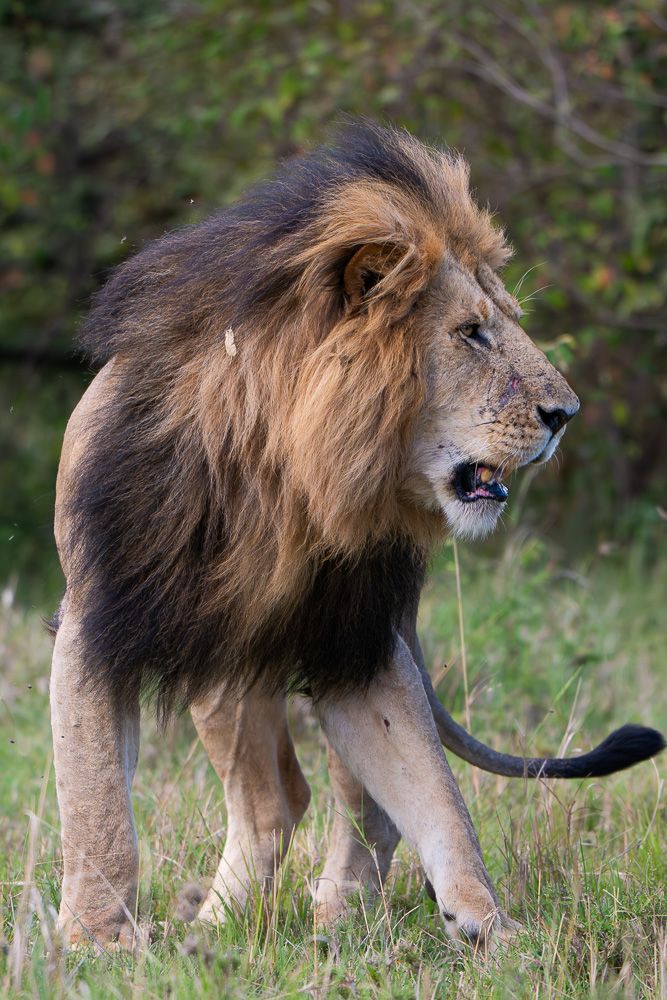 О всех созданиях (с) 10 дней в Масаи Мара (резерв и частные заповедники)