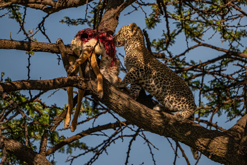 О всех созданиях (с) 10 дней в Масаи Мара (резерв и частные заповедники) О всех созданиях (с) 10 дней в Масаи Мара (резерв и частные заповедники)