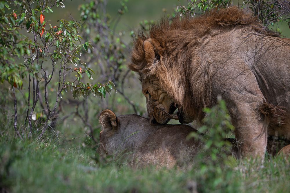 О всех созданиях (с) 10 дней в Масаи Мара (резерв и частные заповедники)
