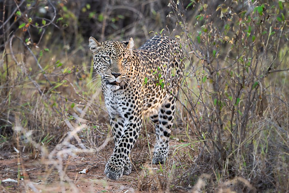 В поисках Багиры... то есть черного леопарда Гизы (5 дневное сафари в Лайкипии, Кения)