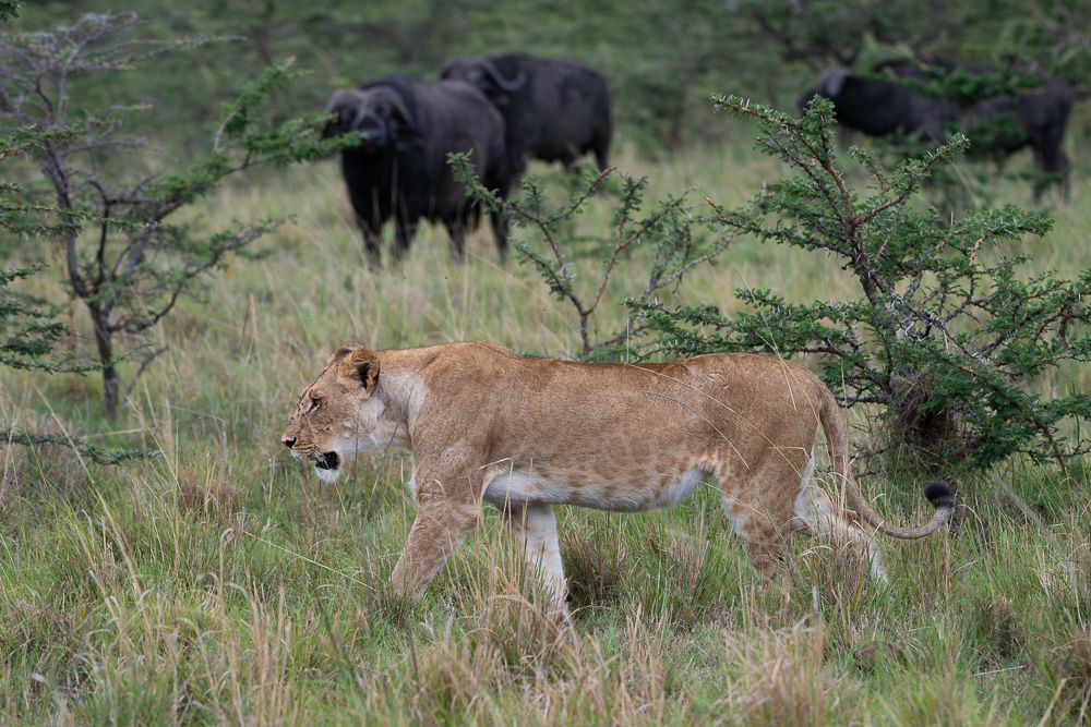 О всех созданиях (с) 10 дней в Масаи Мара (резерв и частные заповедники)