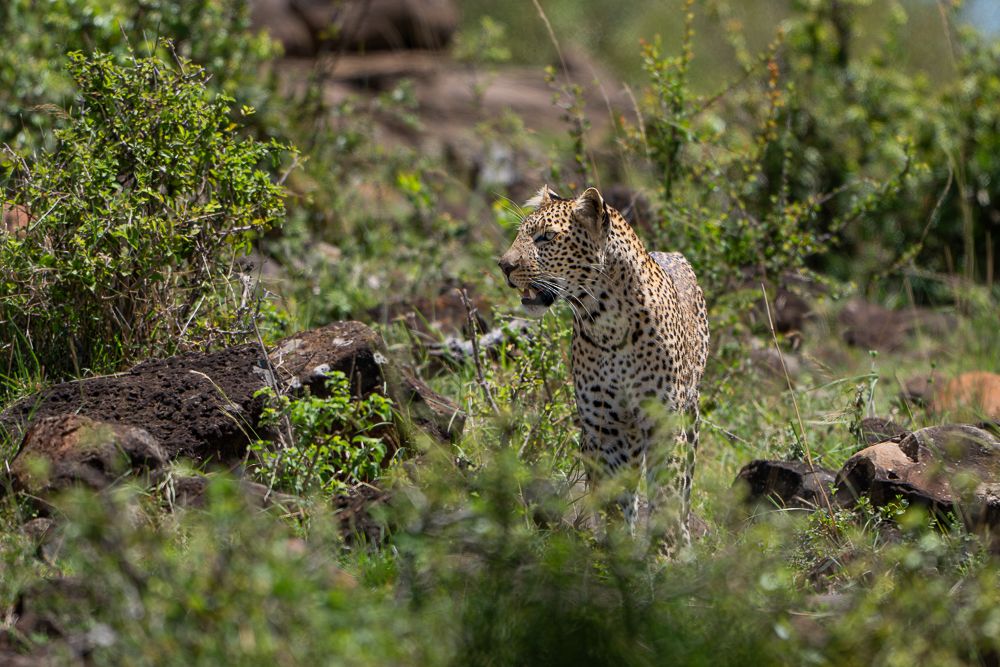 О всех созданиях больших и малых (с) 10 дней сафари в Масаи Мара (резерв и частные заповедники)