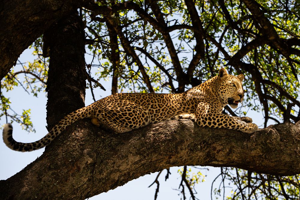 О всех созданиях больших и малых (с) 10 дней сафари в Масаи Мара (резерв и частные заповедники) О всех созданиях больших и малых (с) 10 дней сафари в Масаи Мара (резерв и частные заповедники)
