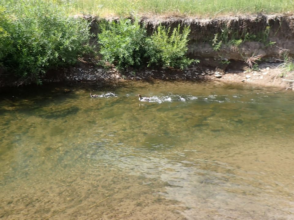 Loons in Wyoming