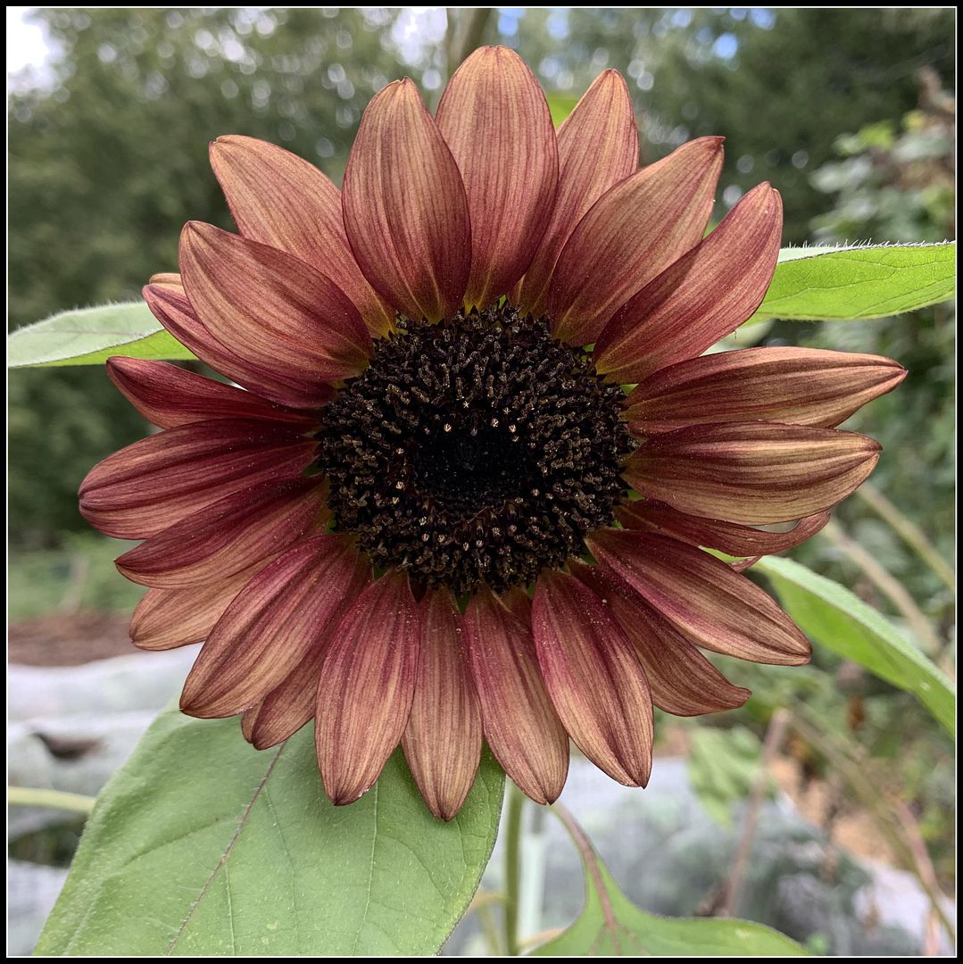 unnamed - 2025-09-06T161746.608