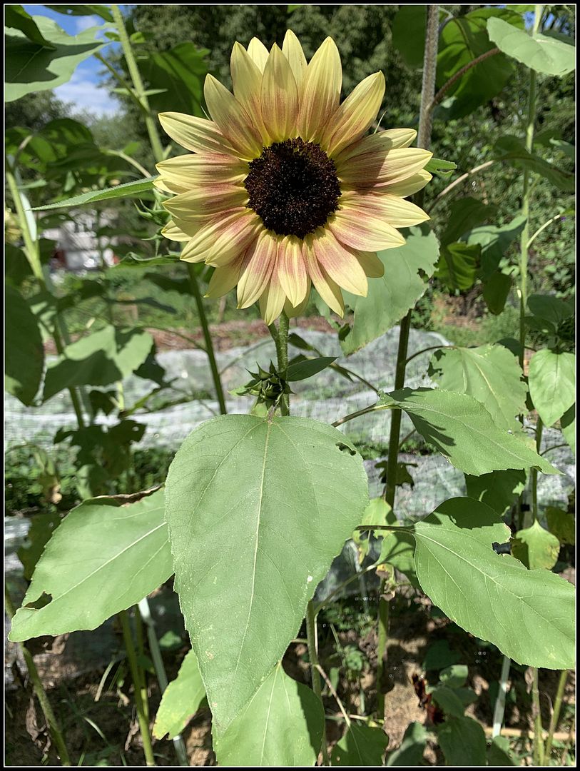 unnamed - 2025-08-25T023456.336