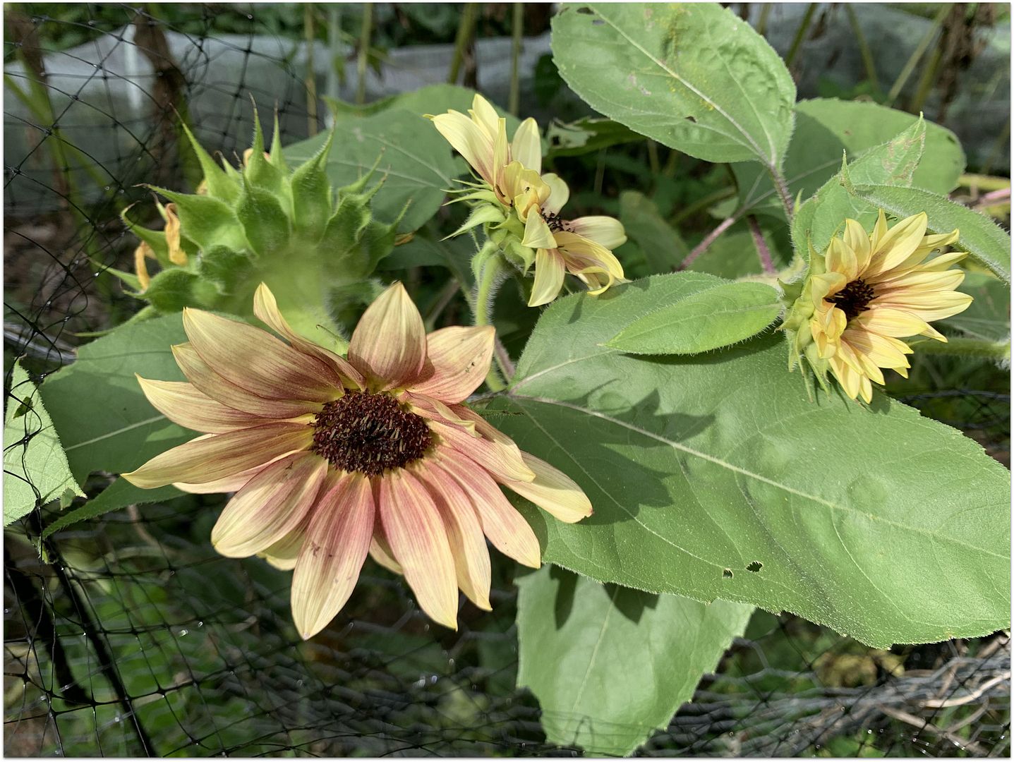 unnamed - 2025-09-13T150232.511