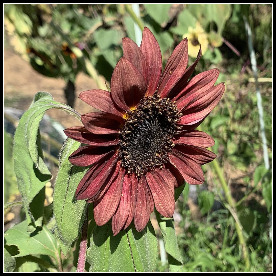 unnamed - 2025-09-06T143443.666