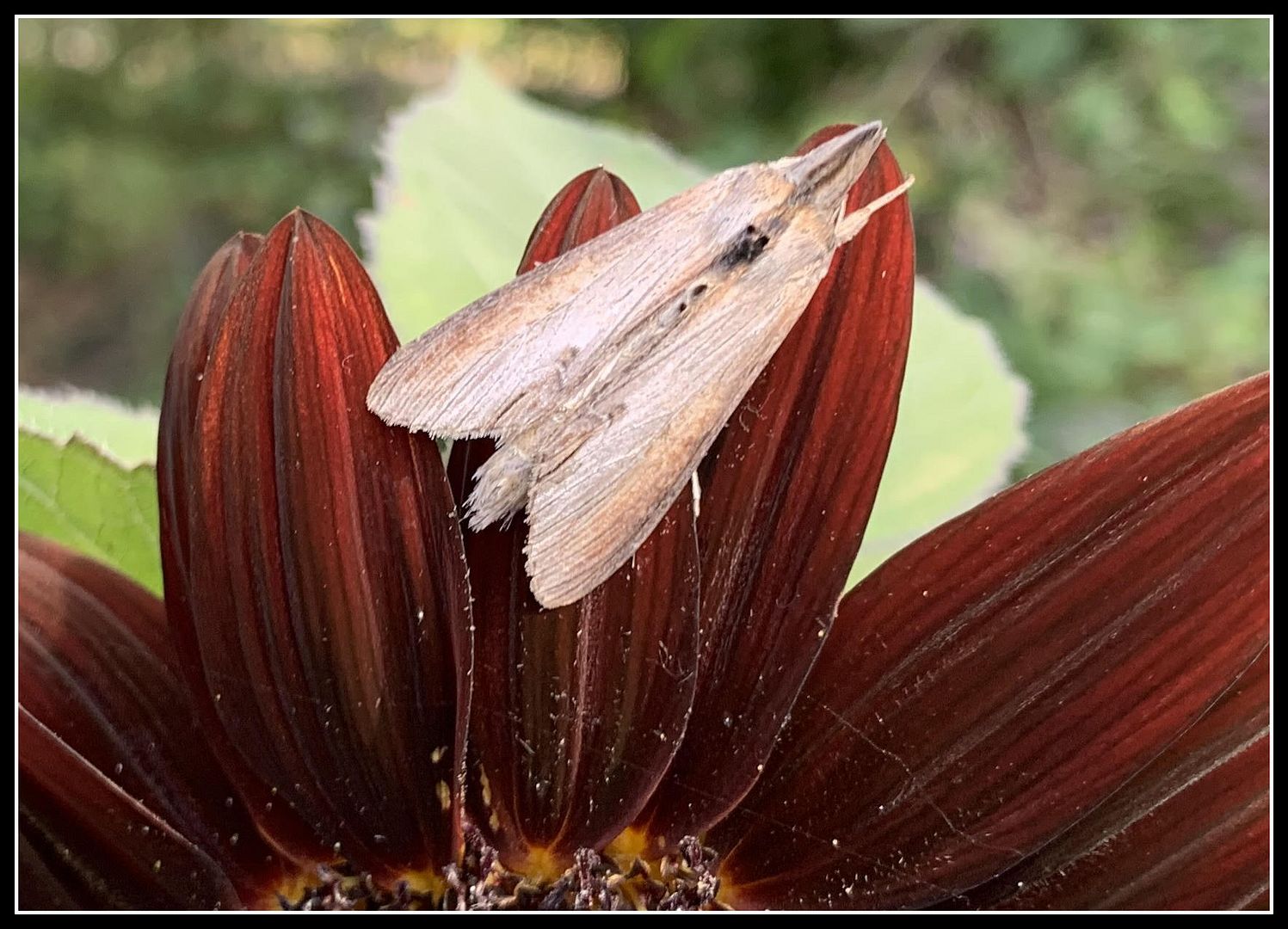 unnamed - 2025-09-02T002312.688