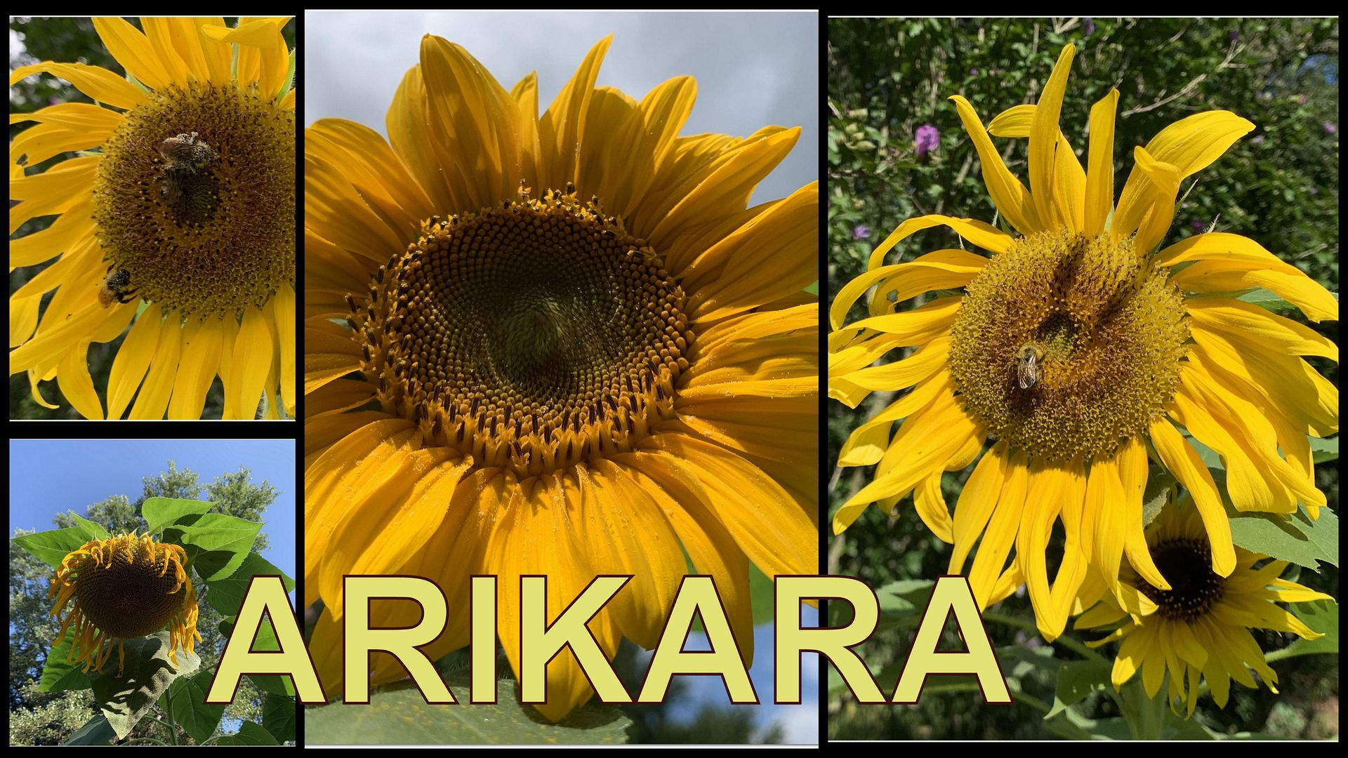 2025-Sunflowers2-001