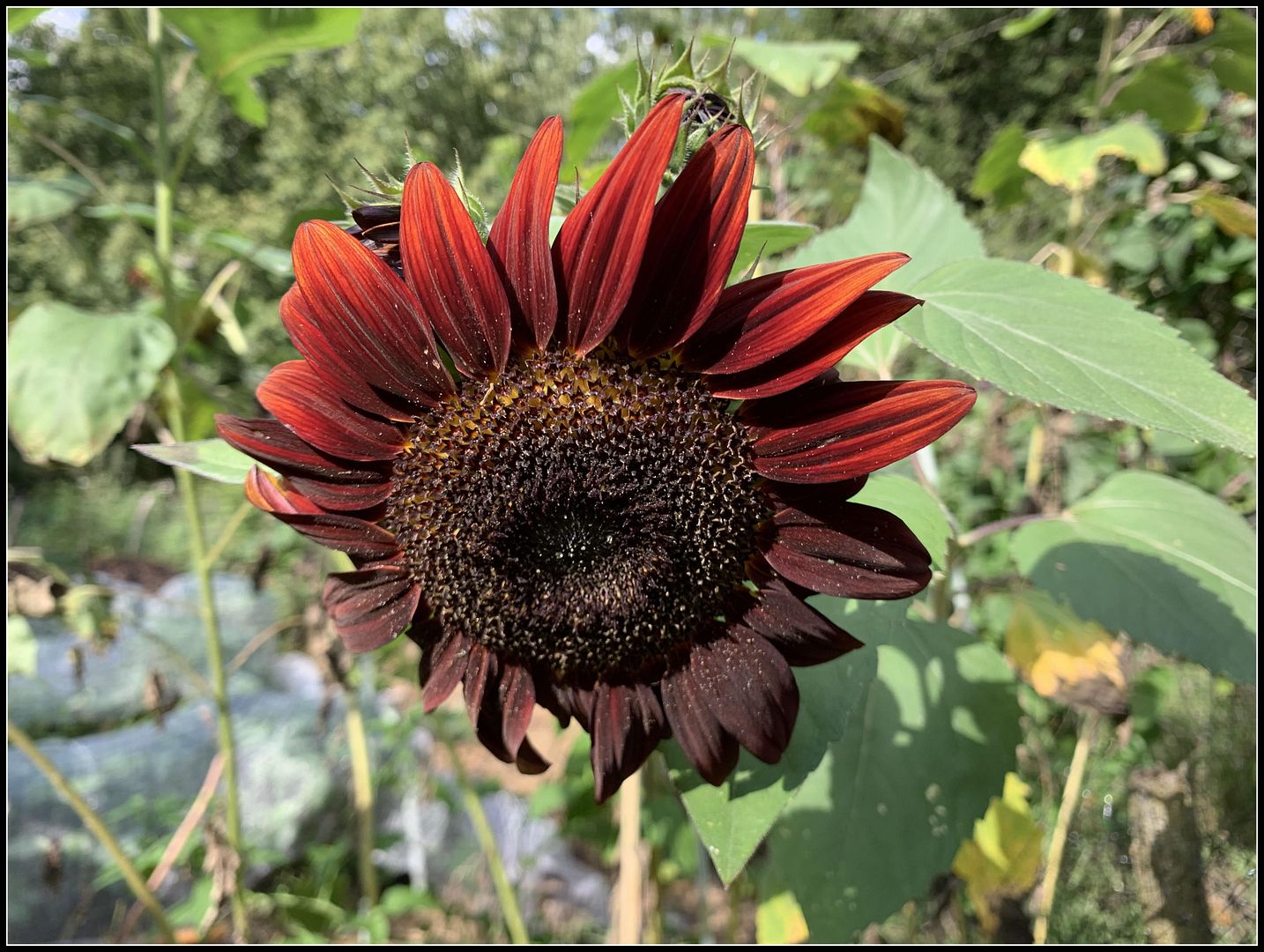 unnamed - 2025-09-06T160238.189