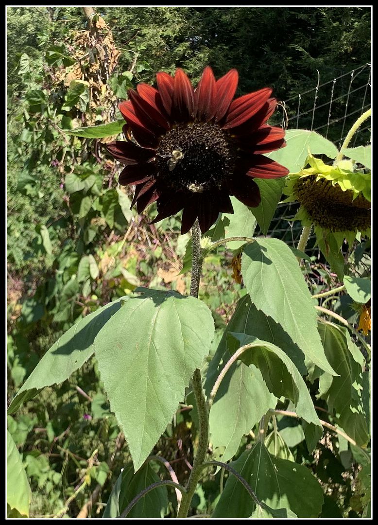 unnamed - 2025-09-06T155944.675