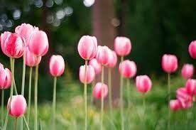 pink_tulip