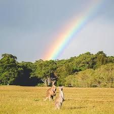 joey rainbow
