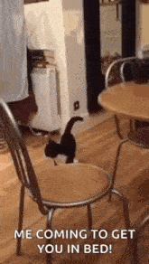 silly-cat