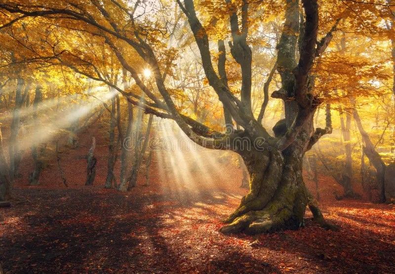 magical-old-tree