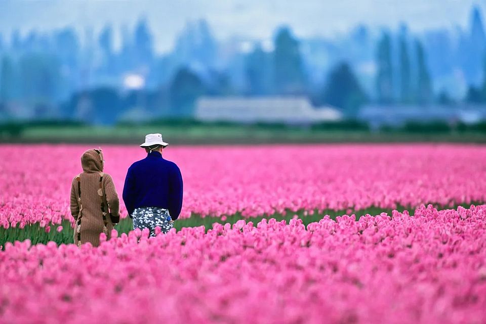 pink_tulip_walk