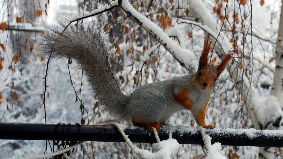 animals-rodent-snow_zpsoazqn5ov