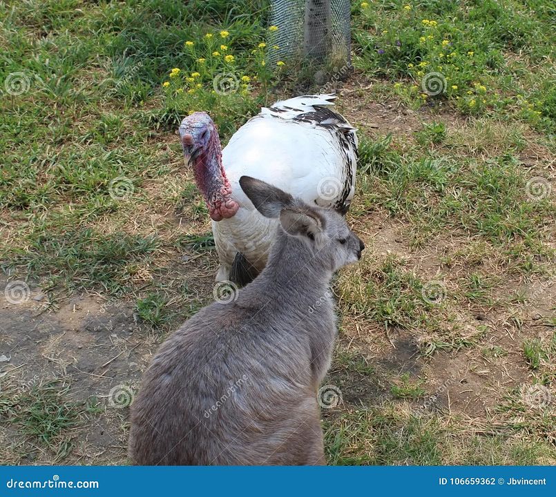 farm-close-up-turkey