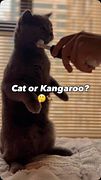 catorgaroo