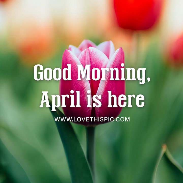 411851-Single-Tulip-Good-Morning-April-Is-Here