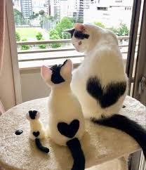 kittyheart